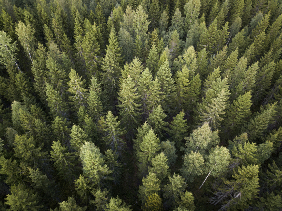 Going Green with Evergreen: How Staying Local Supports Sustainable Practices